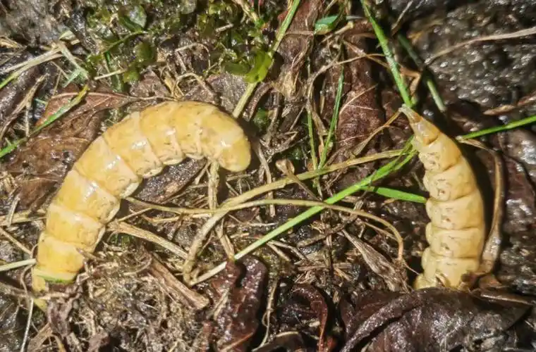 四川巨型萤火虫引热议，电竞圈梦幻联动：选手ID与游戏彩蛋齐飞